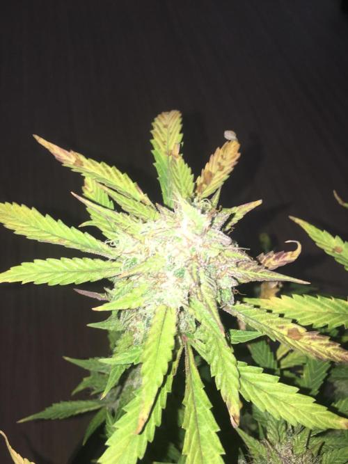 December 2025 | Wedding Cake 🍰. Week 11