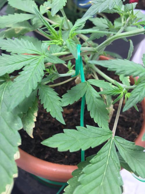 🥦Honey, I Shrunk the Broccoli! Micro. Week 5