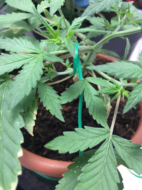 🥦Honey, I Shrunk the Broccoli! Micro. Week 5