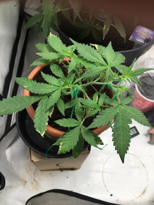 🥦Honey, I Shrunk the Broccoli! Micro. Week 5
