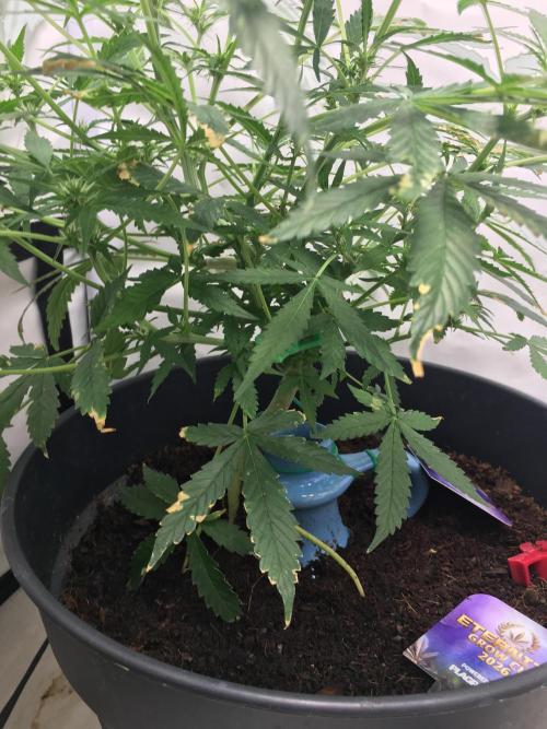 Sticky broccoli  🥦 Eternity Cup 2026. Week 8