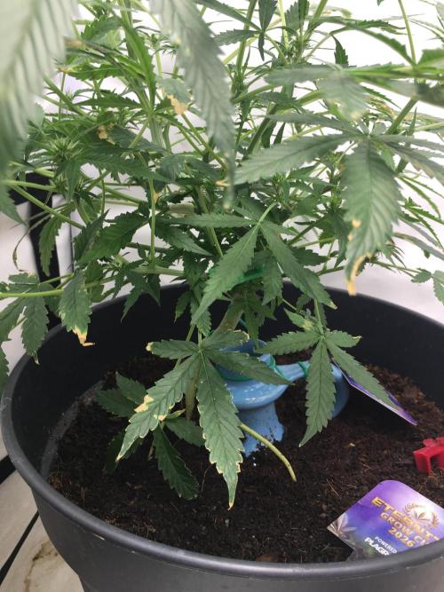 Sticky broccoli  🥦 Eternity Cup 2026. Week 8