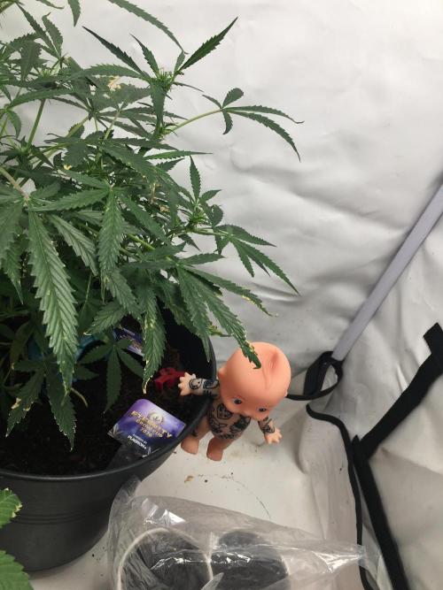 Sticky broccoli  🥦 Eternity Cup 2026. Week 8
