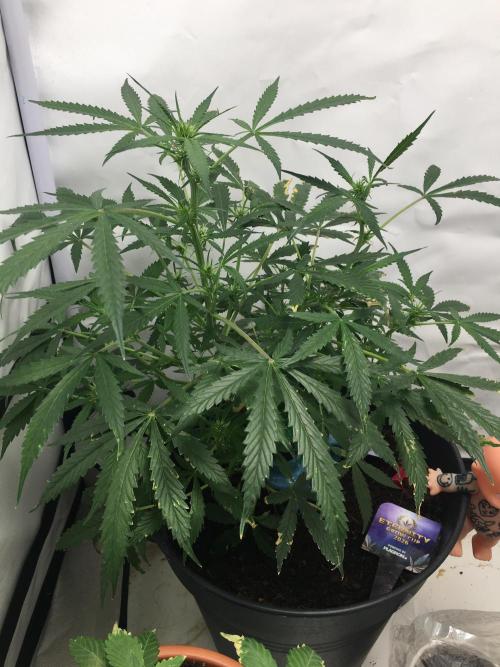 Sticky broccoli  🥦 Eternity Cup 2026. Week 8