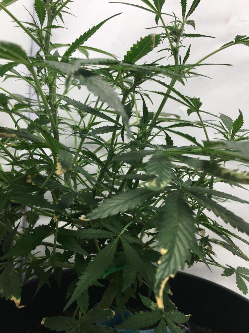 Sticky broccoli  🥦 Eternity Cup 2026. Week 8