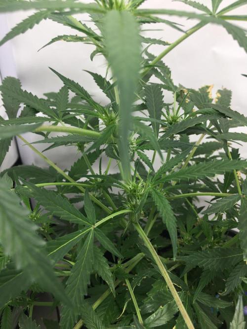 Sticky broccoli  🥦 Eternity Cup 2026. Week 8