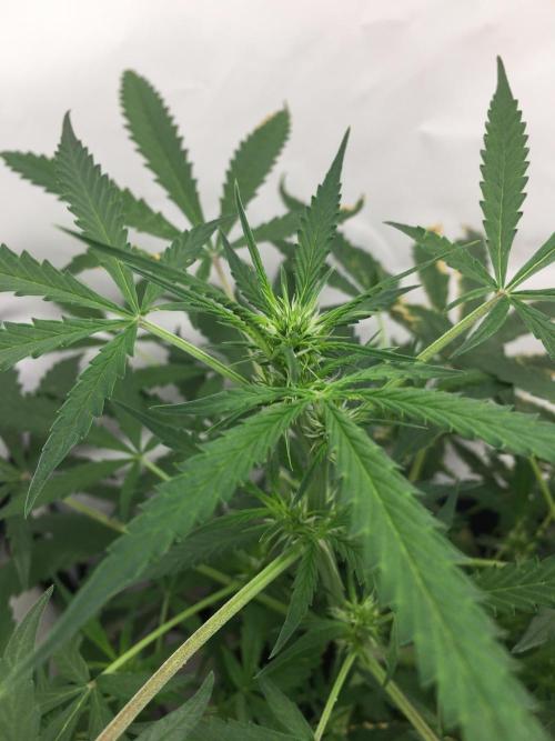 Sticky broccoli  🥦 Eternity Cup 2026. Week 8