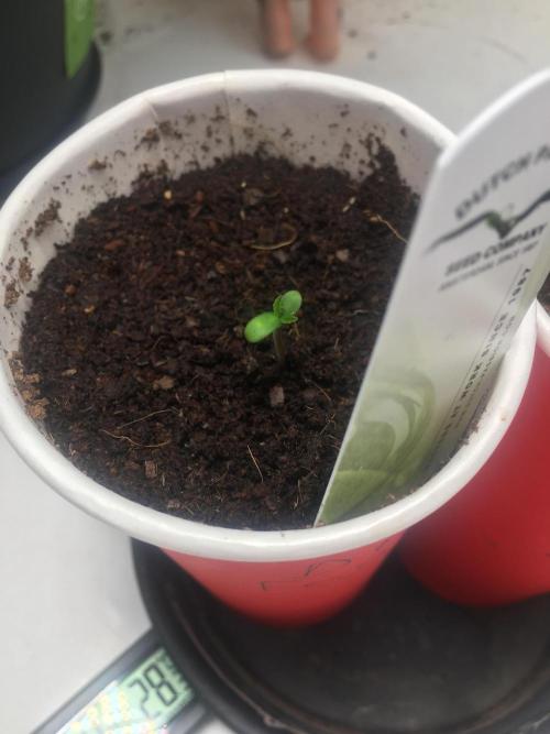 Devil Cookies One | USA Genetics 2026. Week 0
