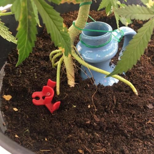 Sticky broccoli  🥦 Eternity Cup 2026. Week 8