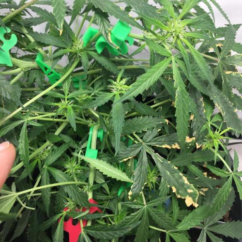Sticky broccoli  🥦 Eternity Cup 2026. Week 8