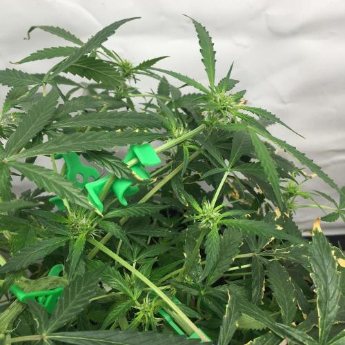 Sticky broccoli  🥦 Eternity Cup 2026. Week 8