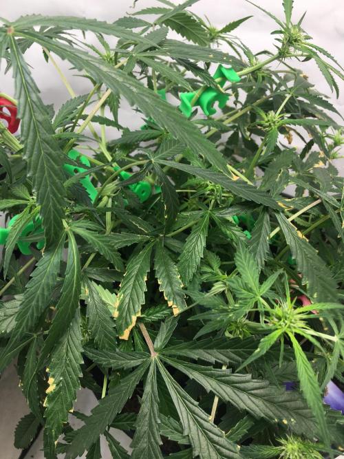 Sticky broccoli  🥦 Eternity Cup 2026. Week 8