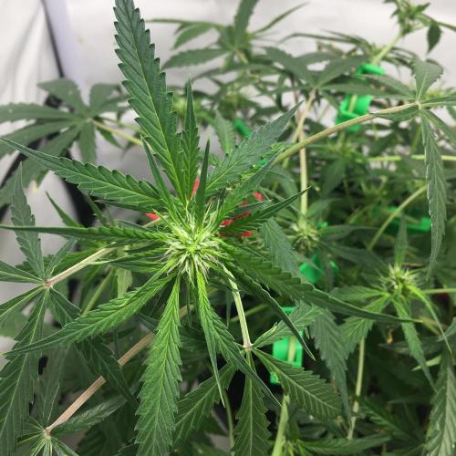 Sticky broccoli  🥦 Eternity Cup 2026. Week 8