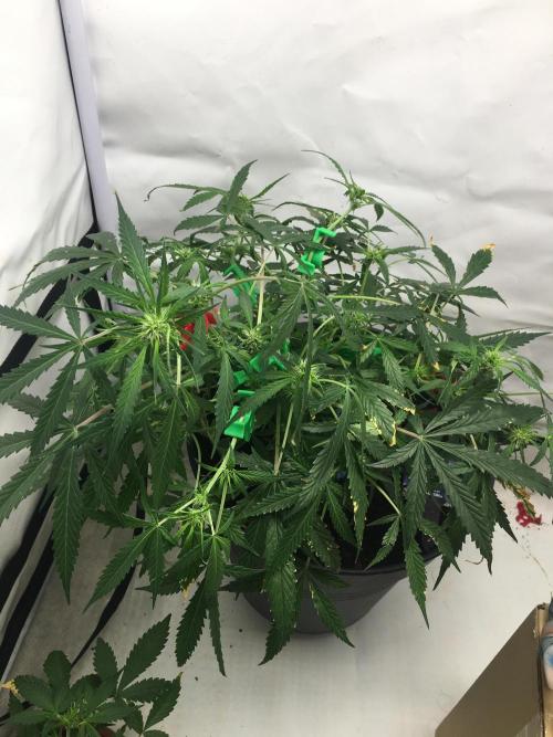 Sticky broccoli  🥦 Eternity Cup 2026. Week 8