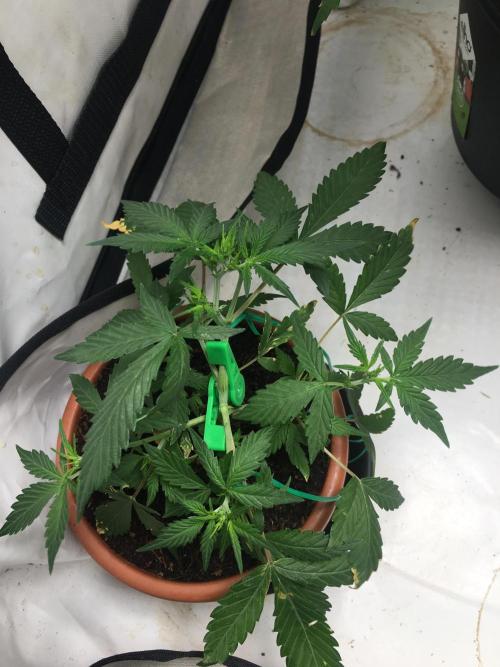 🥦Honey, I Shrunk the Broccoli! Micro. Week 5