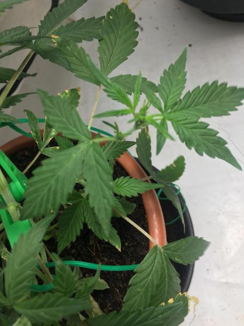 🥦Honey, I Shrunk the Broccoli! Micro. Week 5
