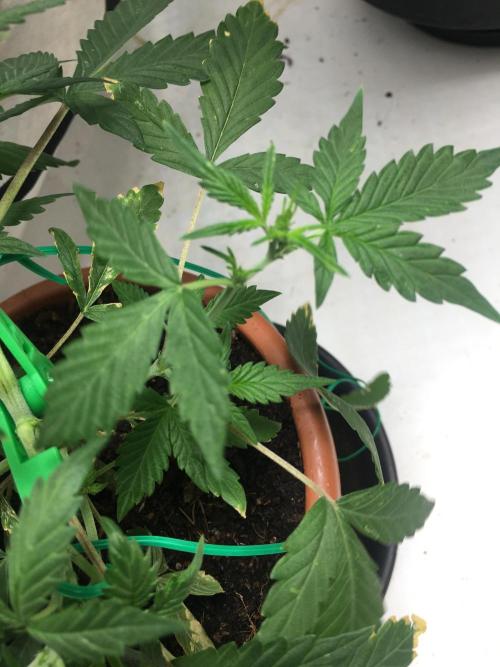 🥦Honey, I Shrunk the Broccoli! Micro. Week 5