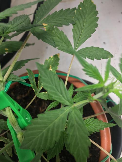 🥦Honey, I Shrunk the Broccoli! Micro. Week 5