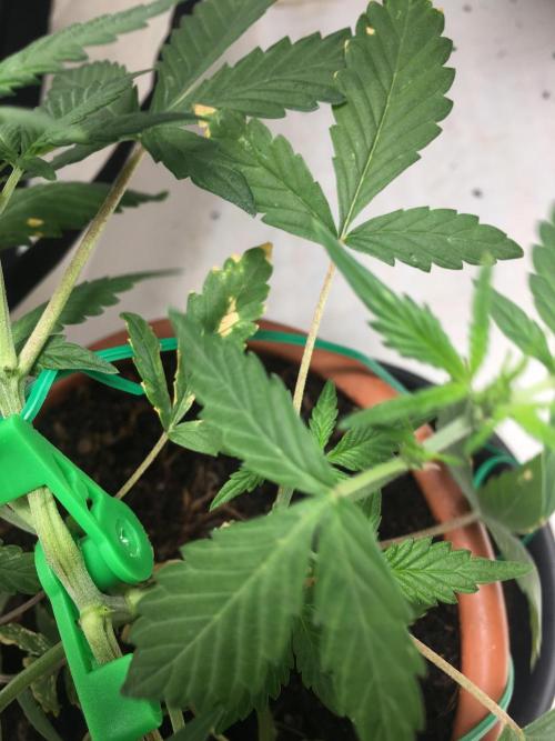 🥦Honey, I Shrunk the Broccoli! Micro. Week 5