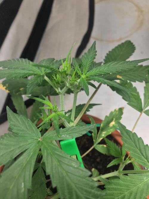 🥦Honey, I Shrunk the Broccoli! Micro. Week 5