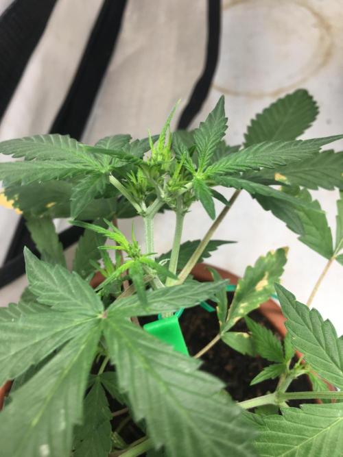 🥦Honey, I Shrunk the Broccoli! Micro. Week 5