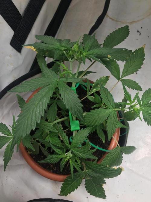 🥦Honey, I Shrunk the Broccoli! Micro. Week 5