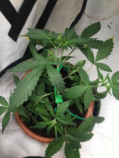 🥦Honey, I Shrunk the Broccoli! Micro. Week 5
