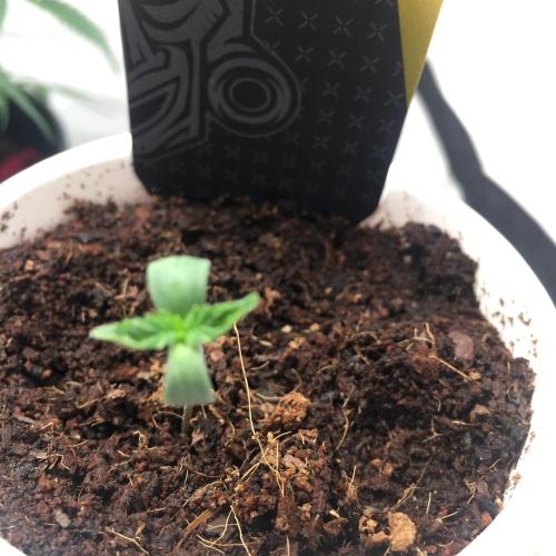 Mellow Jelly | Exclusive Zamnesia. Week 0