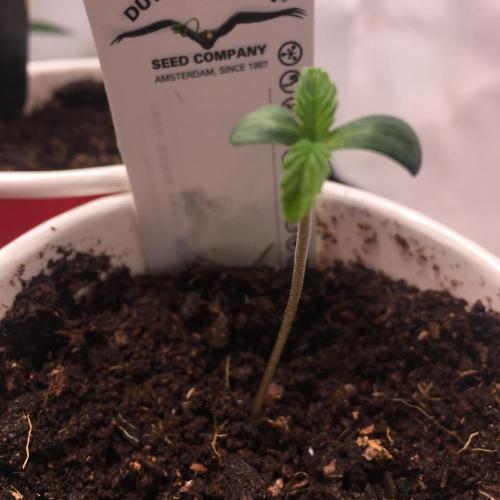 Devil Cookies One | USA Genetics 2026. Week 0