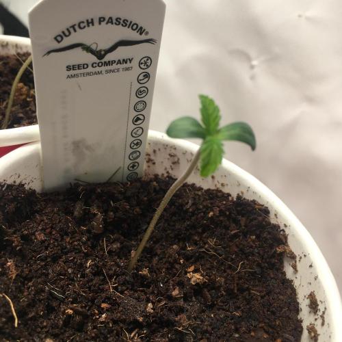 Devil Cookies One | USA Genetics 2026. Week 0