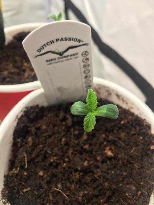 Devil Cookies One | USA Genetics 2026. Week 0