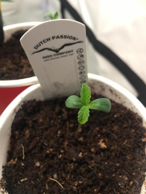 Devil Cookies One | USA Genetics 2026. Week 0