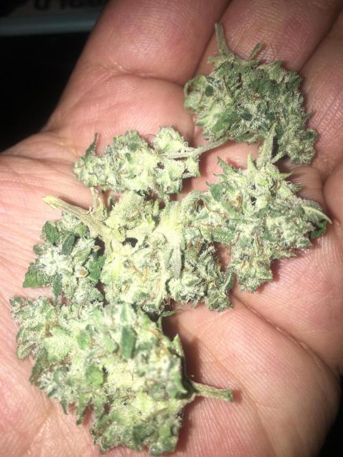 Zamnesia Seeds - Wedding Cake Automatic door wolfvb