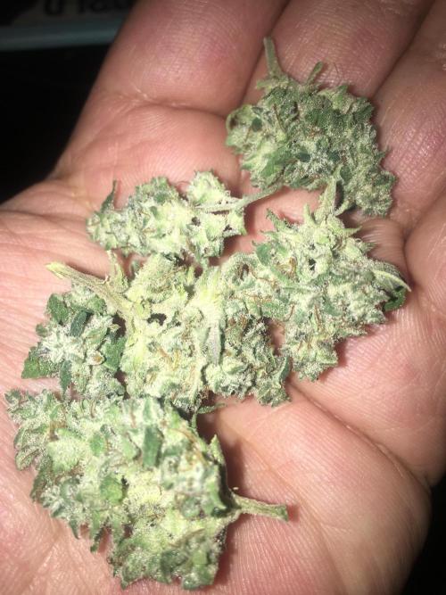 December 2025 | Wedding Cake 🍰. Week 11