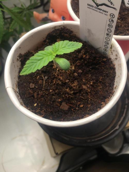 Devil Cookies One | USA Genetics 2026. Week 1