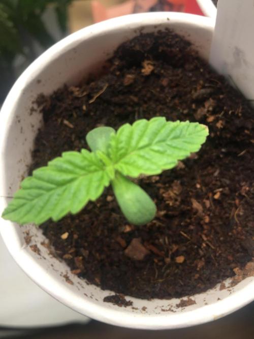 Devil Cookies One | USA Genetics 2026. Week 1