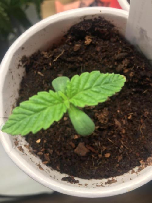 Devil Cookies One | USA Genetics 2026. Week 1