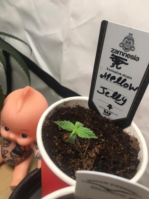 Mellow Jelly | Exclusive Zamnesia. Week 1