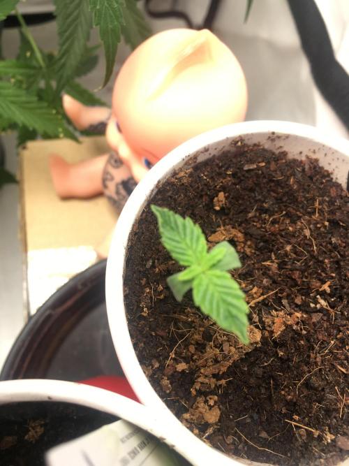 Mellow Jelly | Exclusive Zamnesia. Week 1