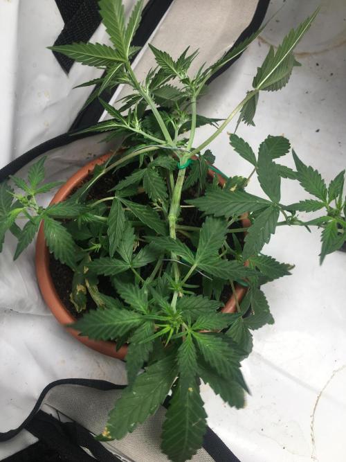🥦Honey, I Shrunk the Broccoli! Micro. Week 6