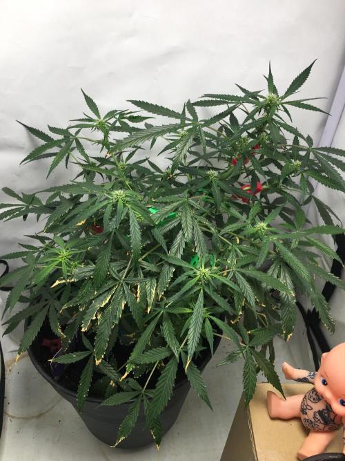 Sticky broccoli  🥦 Eternity Cup 2026. Week 9