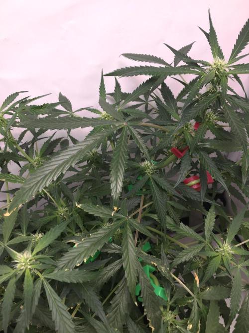 Sticky broccoli  🥦 Eternity Cup 2026. Week 9