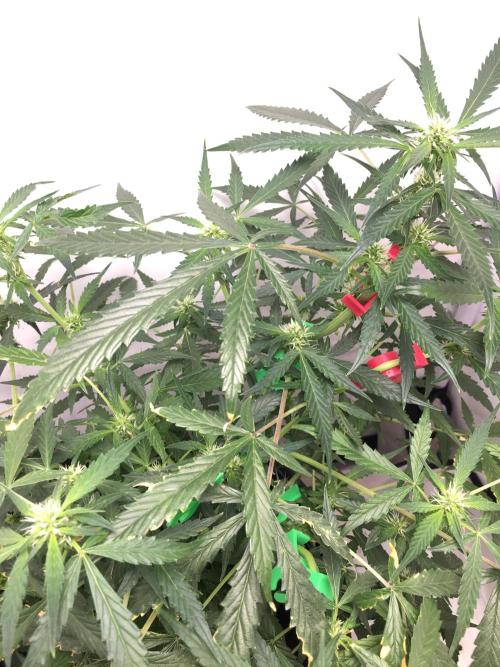 Sticky broccoli  🥦 Eternity Cup 2026. Week 9
