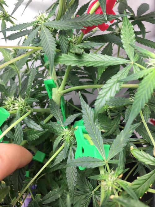Sticky broccoli  🥦 Eternity Cup 2026. Week 9