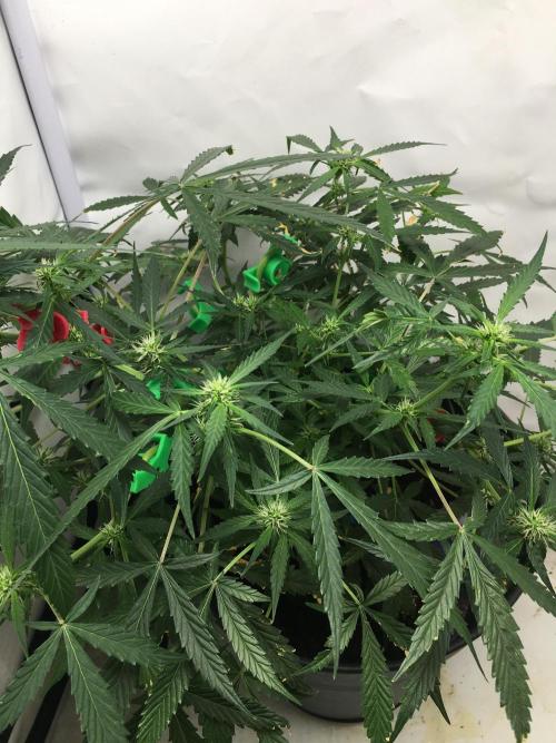 Sticky broccoli  🥦 Eternity Cup 2026. Week 9