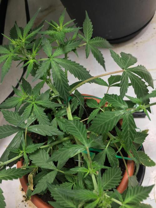 🥦Honey, I Shrunk the Broccoli! Micro. Week 6