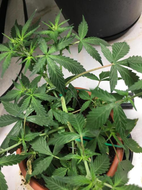 🥦Honey, I Shrunk the Broccoli! Micro. Week 6