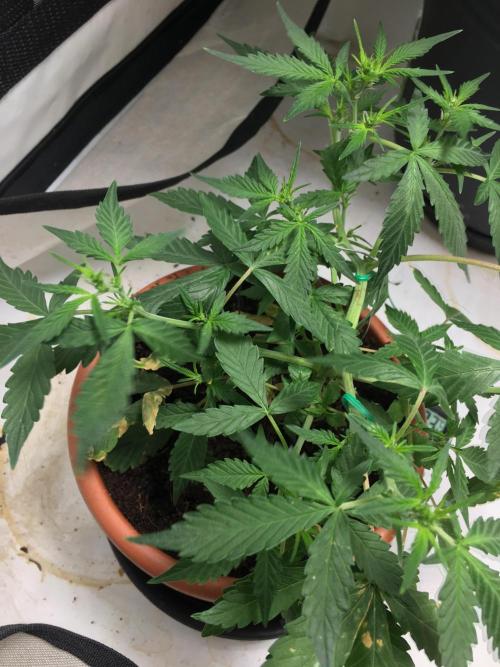 🥦Honey, I Shrunk the Broccoli! Micro. Week 6