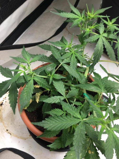 🥦Honey, I Shrunk the Broccoli! Micro. Week 6
