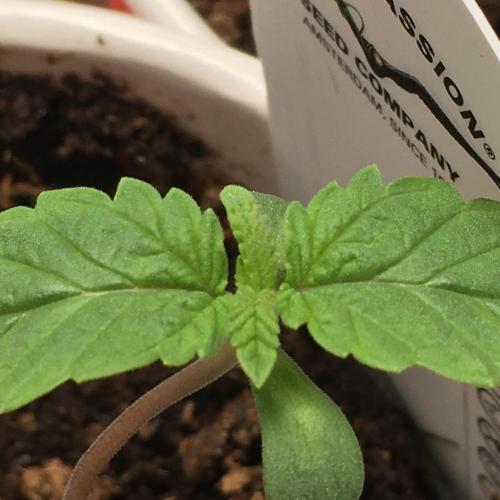 Devil Cookies One | USA Genetics 2026. Week 1